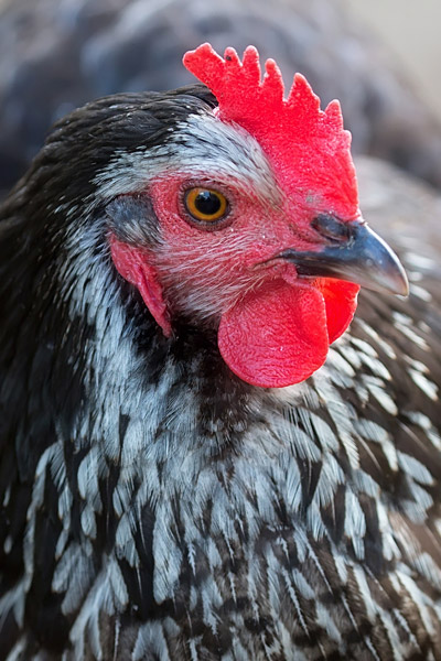 venta de pollo de engorde blanco