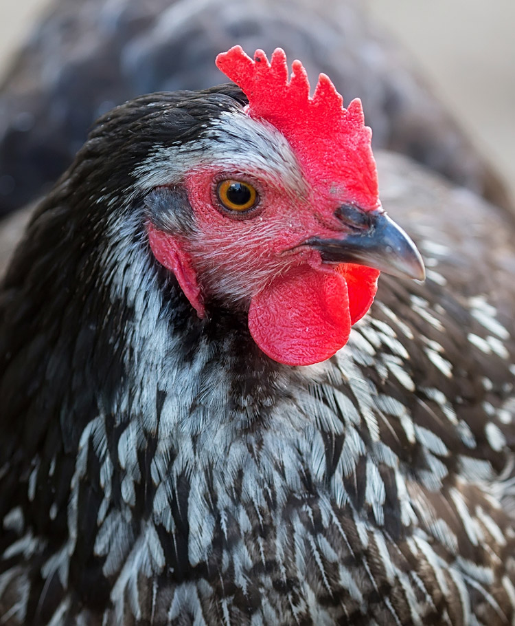 venta de pollo de engorde blanco